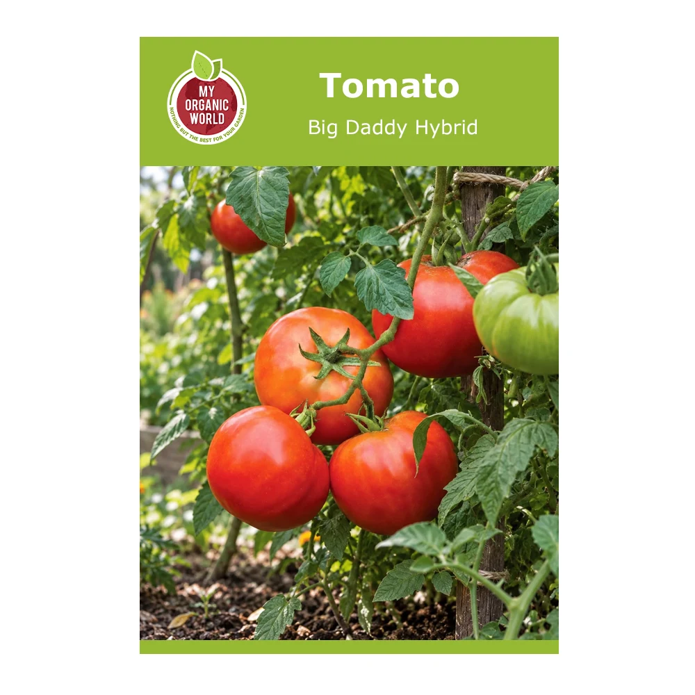 Big Daddy Hybrid Tomato 1 Big Daddy Hybrid Tomato