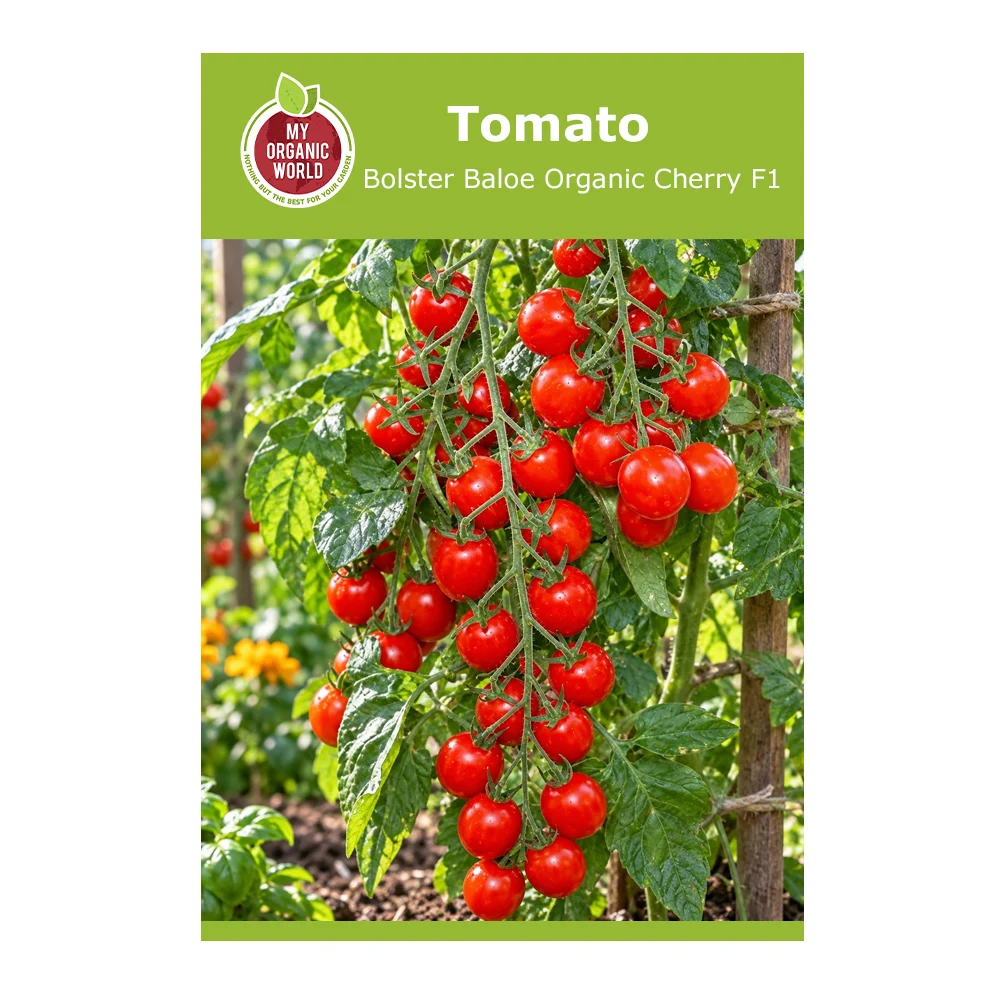 Bolster Baloe Organic Cherry F1 Tomato