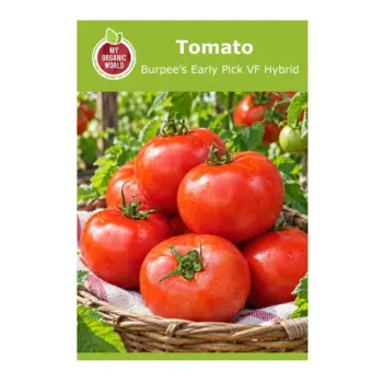 Burpee’s Early Pick VF Hybrid Tomato