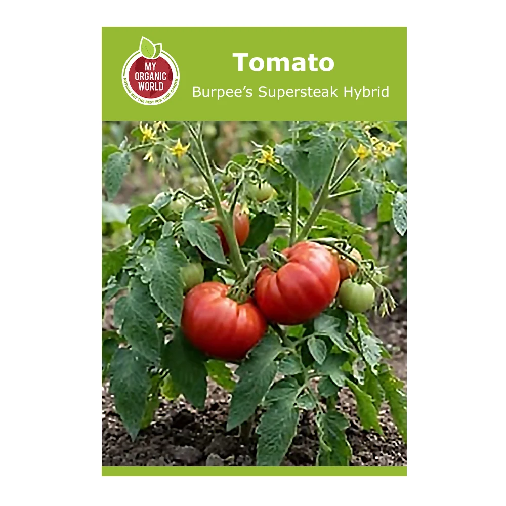 Burpee’s supersteak Hybrid Tomato 1 Burpee’s Supersteak Hybrid Tomato