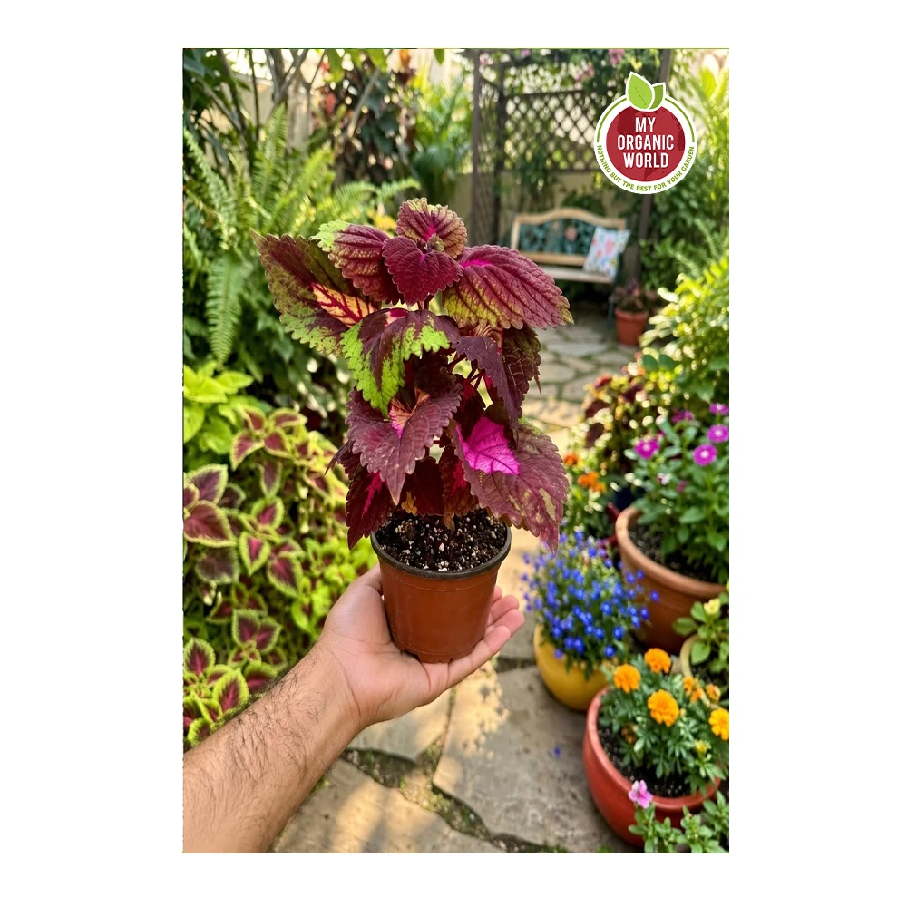 Coleus China Rose