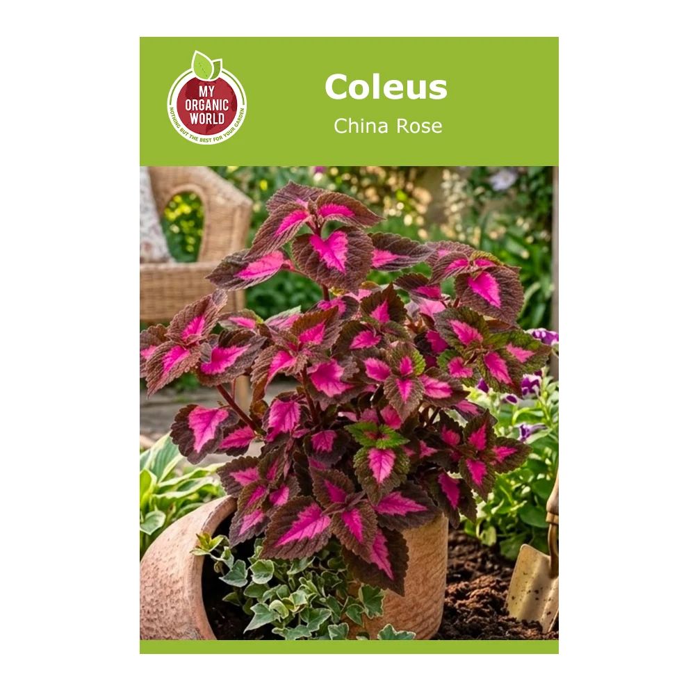 Coleus China Rose 1 Coleus China Rose