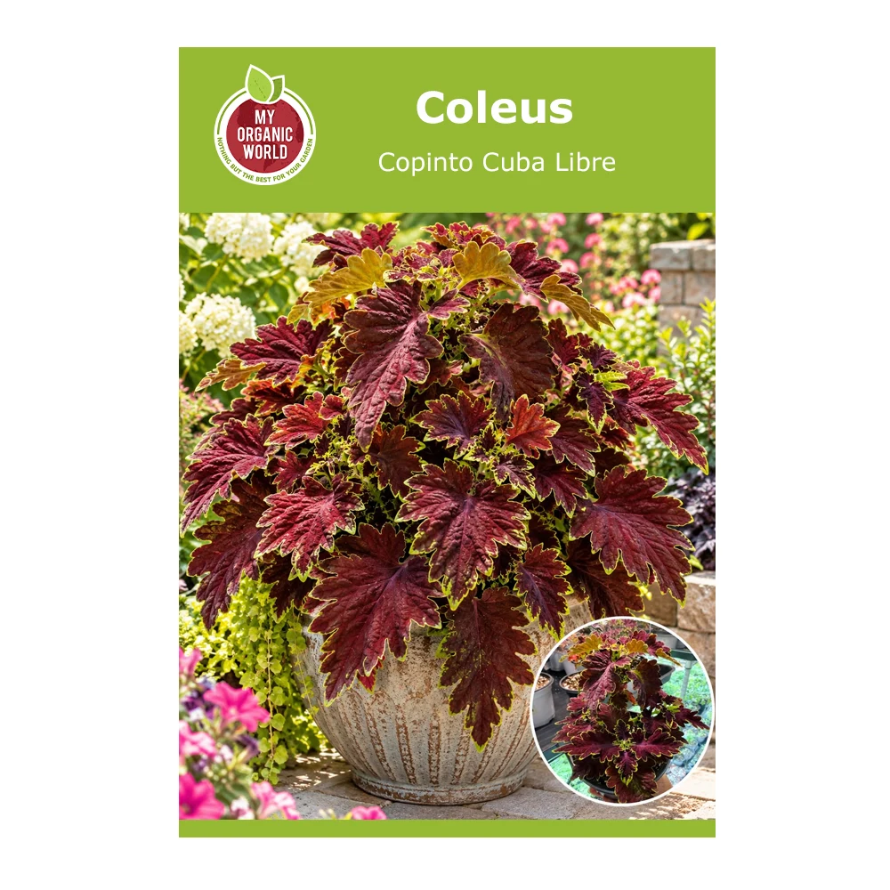 Coleus Copinto Cuba Libre