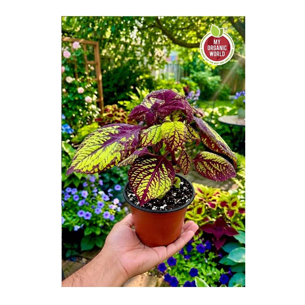Coleus Fishnet Stockings