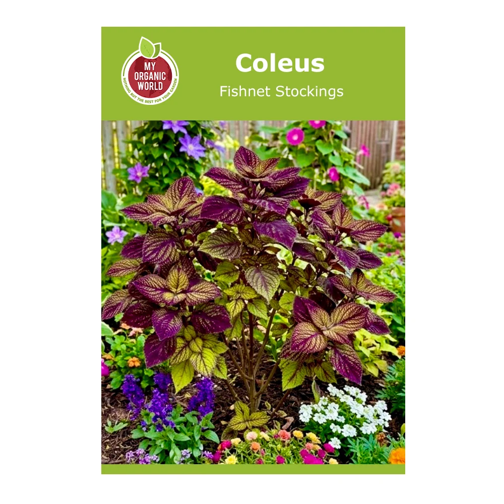 Coleus Fishnet Stockings