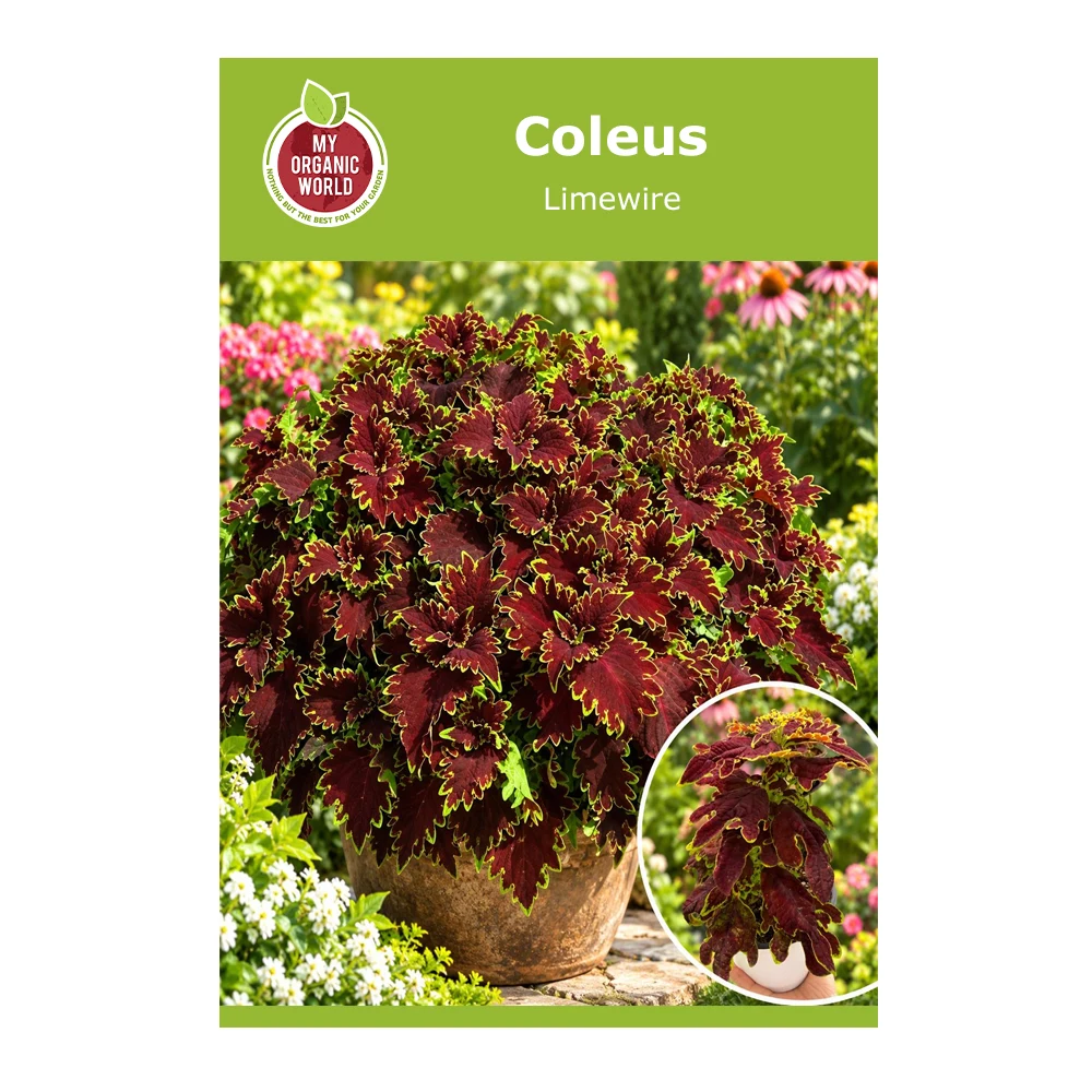 Coleus limewire 1 Coleus Limewire