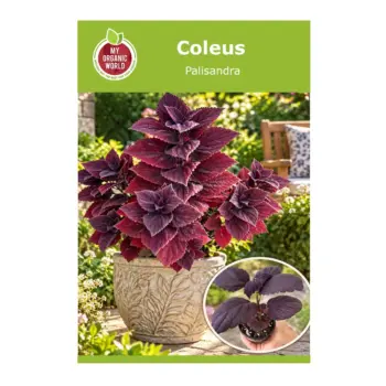 Coleus Palisandra