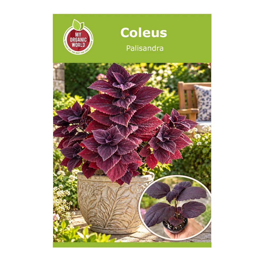 Coleus Palisandra 1 Coleus Palisandra