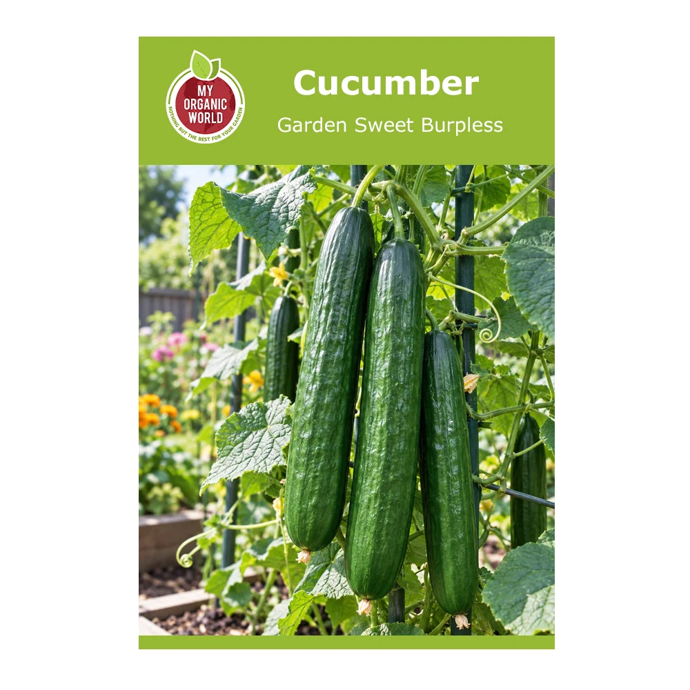 Cucumber Garden Sweet Burpless 1 Cucumber Garden Sweet Burpless