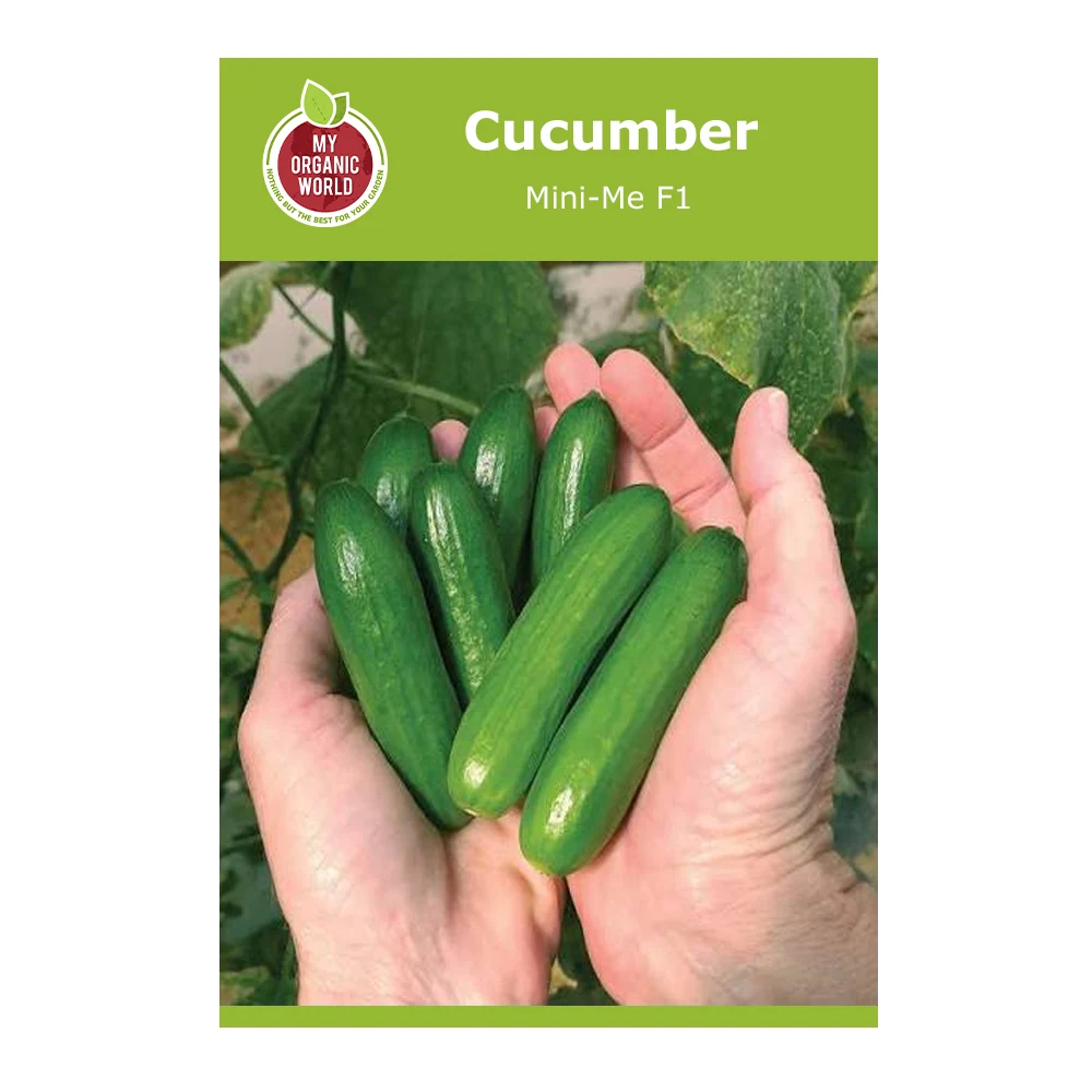 cucumber Mini-Me F1 1 Cucumber Mini-Me F1