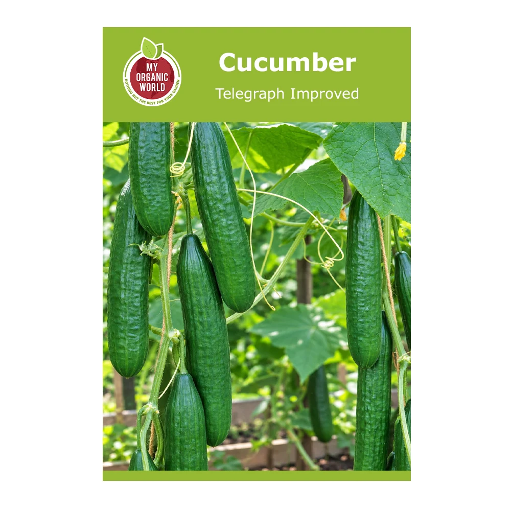 Cucumber Telegraph Improved