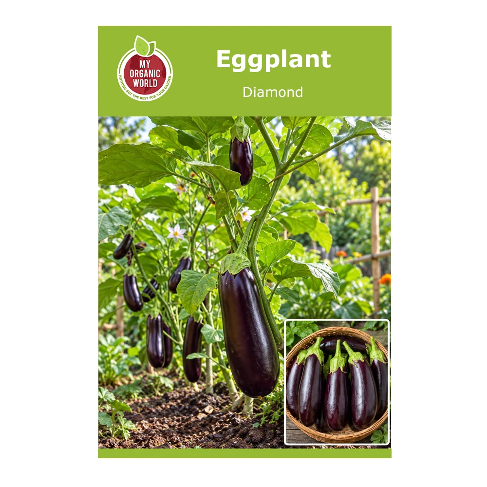 Diamond Eggplant