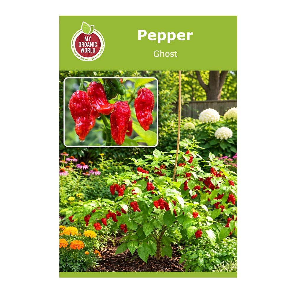 Ghost Pepper 1 Ghost Pepper