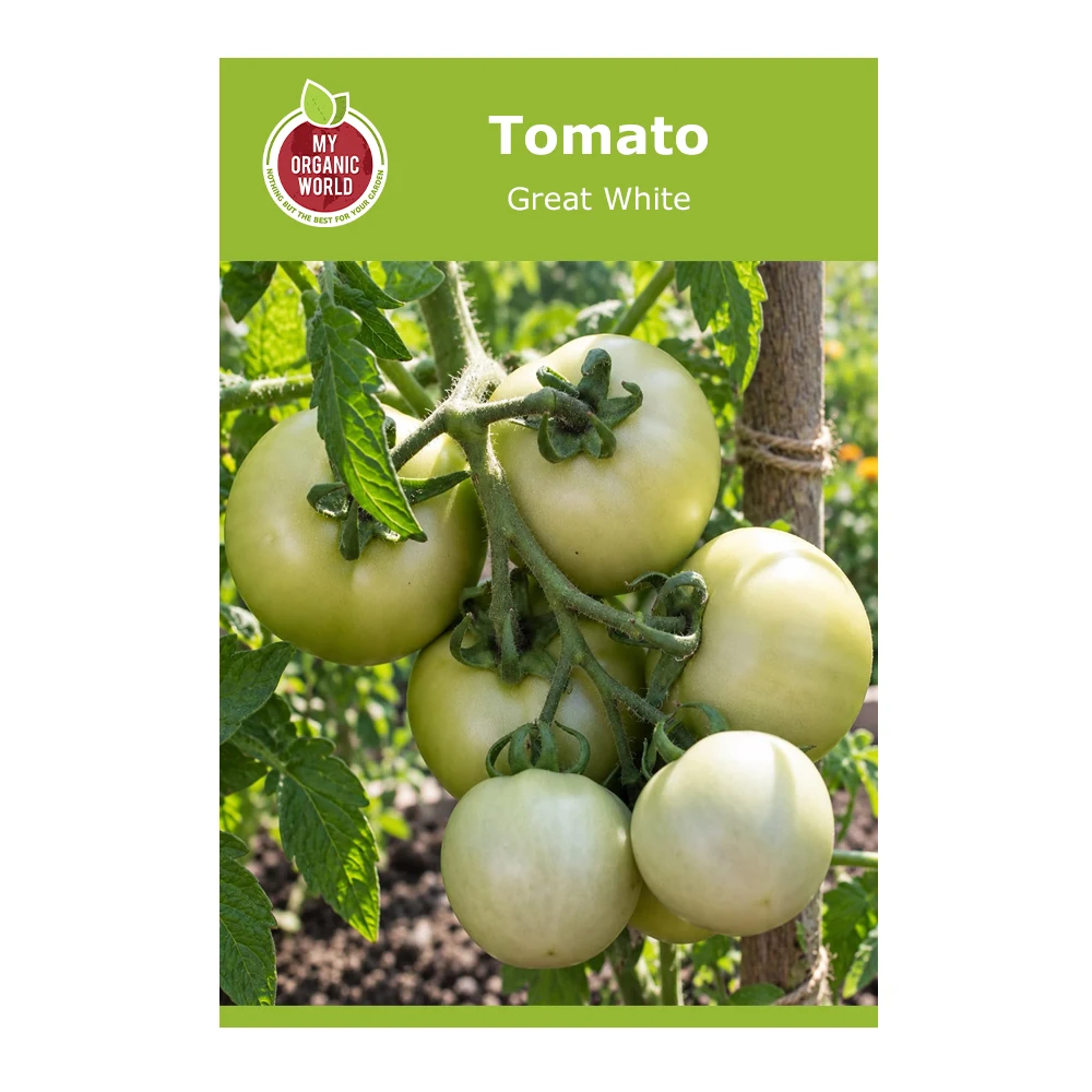 Great White Tomato