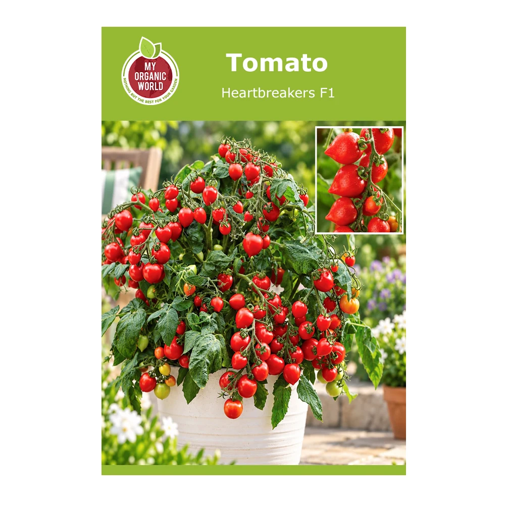 Heartbreakers F1 Tomato
