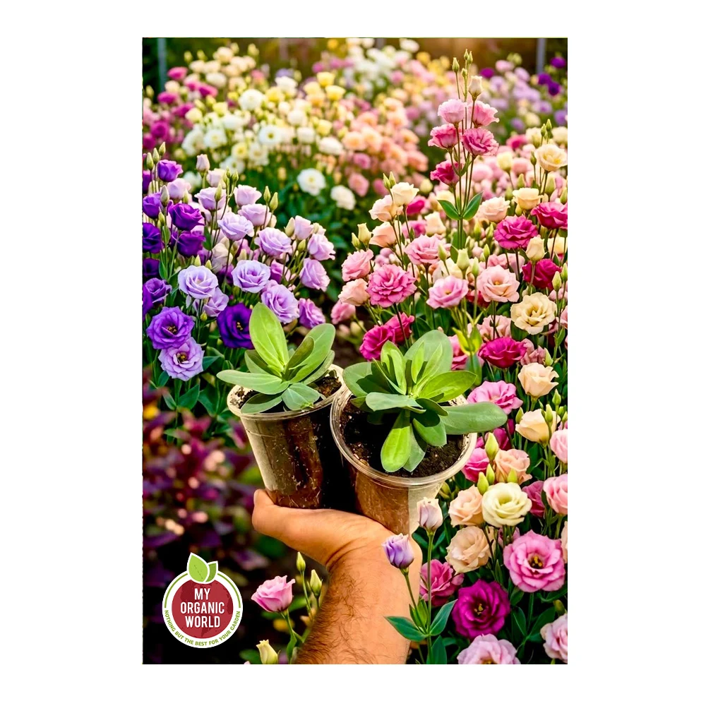 Lisianthus Mix