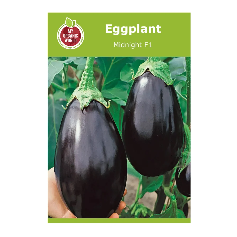 Midnight F1 Eggplant 1 Midnight F1 Eggplant