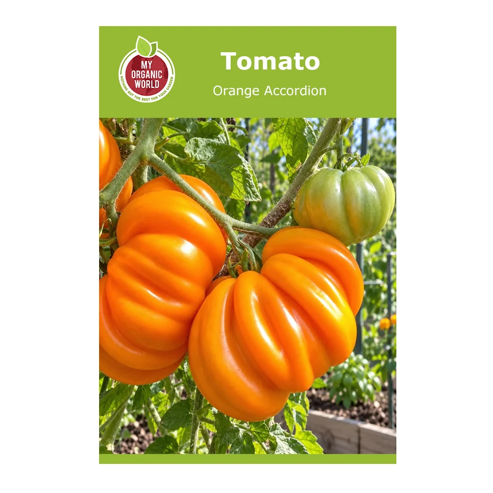 Orange Accordion Tomato