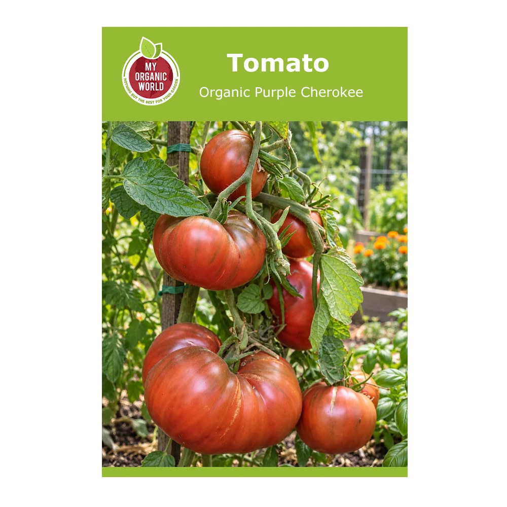 Organic purple Cherokee Tomato 1 Organic Purple Cherokee Tomato