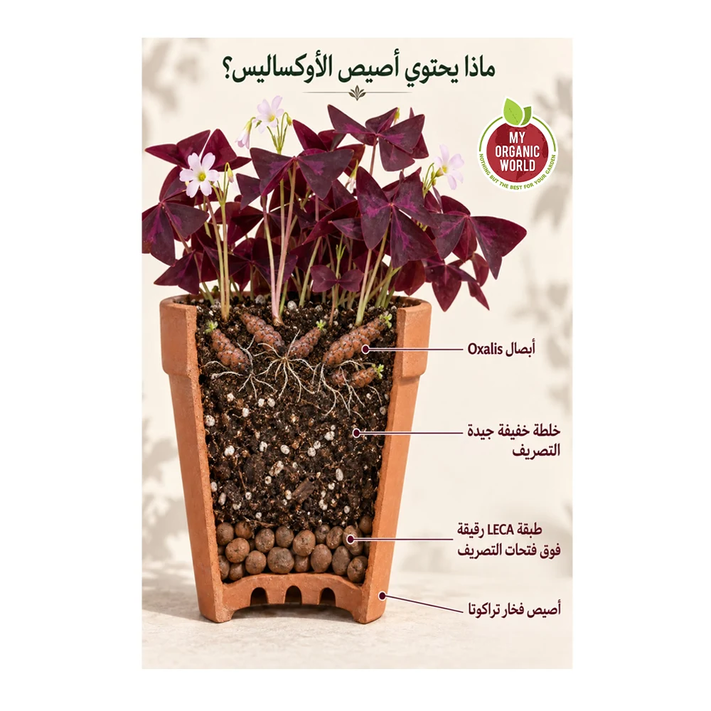 أوكساليس تريانغولاريس – النسيم البنفسجي