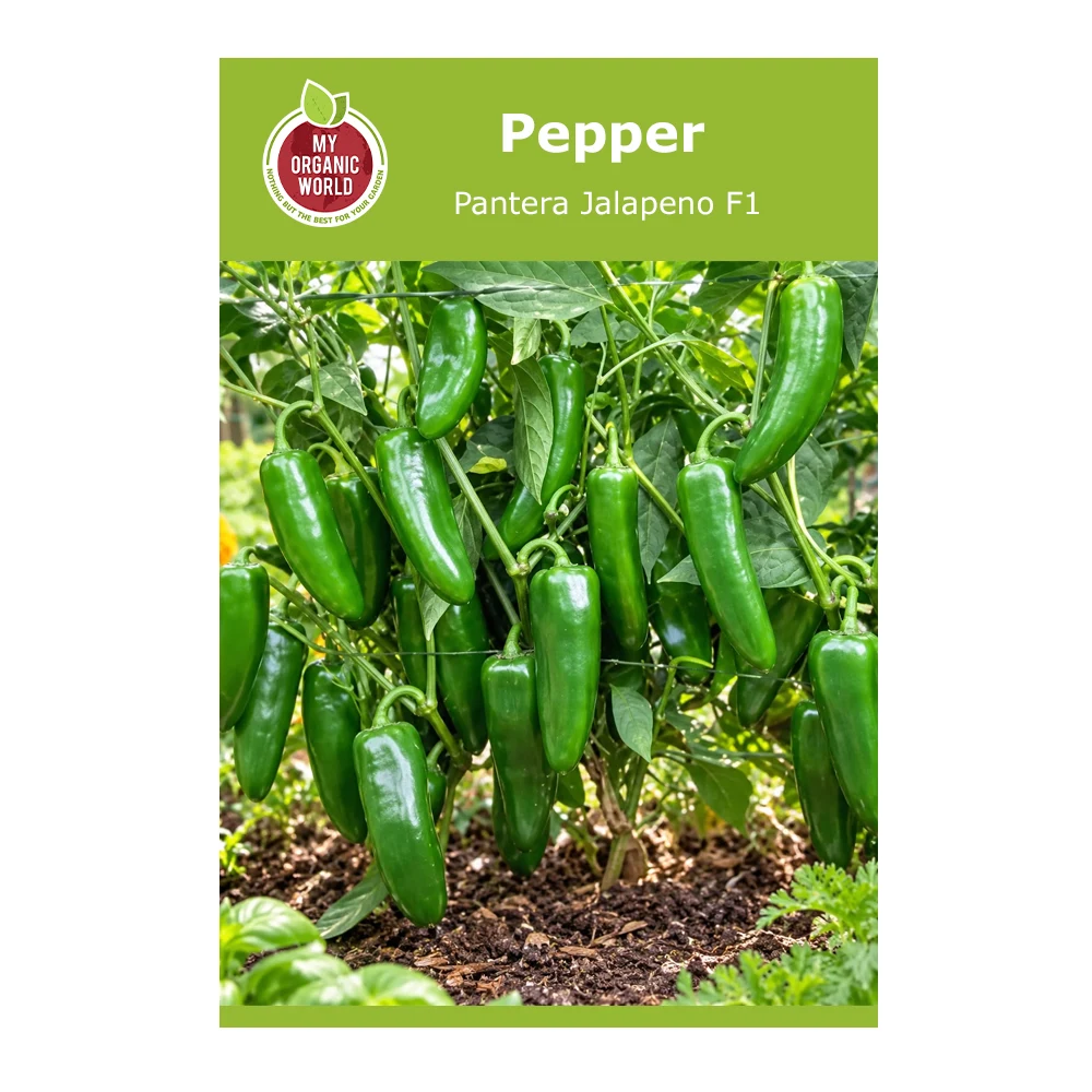 Pantera F1 Jalapeño Pepper 1 Pantera F1 Jalapeno Pepper