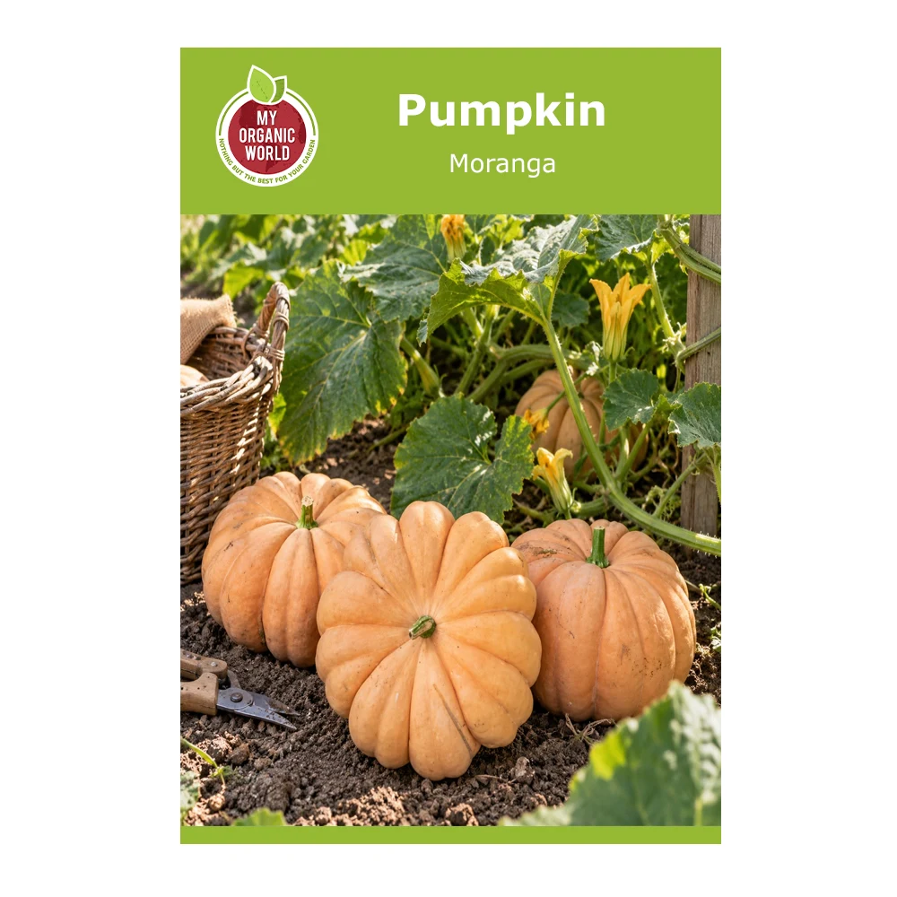Pumpkin Moranga 1 Pumpkin Moranga