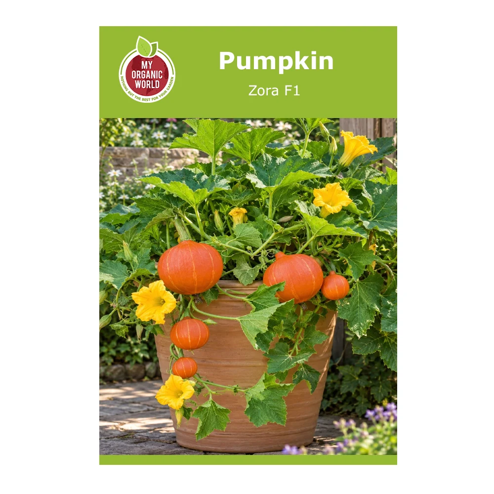 Pumpkin Zora F1 1 Pumpkin Zora F1
