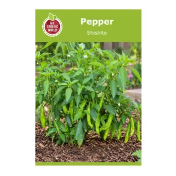 Shishito Pepper