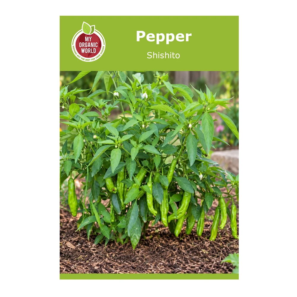 Shishito Pepper