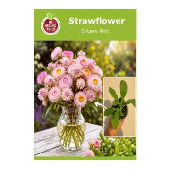 Silvery Pink Strawflower