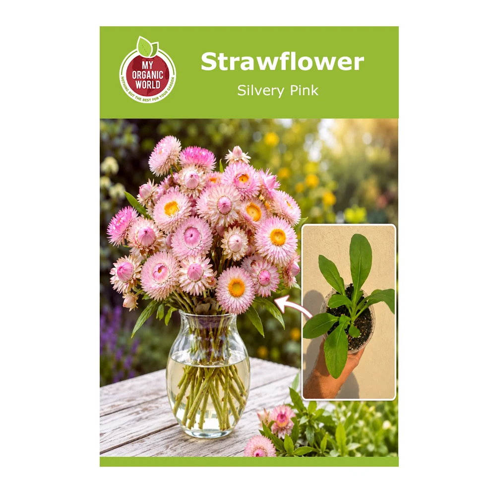 Silvery Pink Strawflower