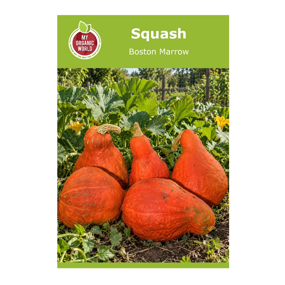 Squash Boston Marrow 1 Squash Boston Marrow