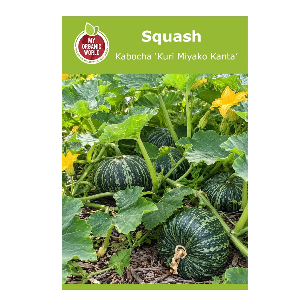 Squash Kabocha ‘Kuri Miyako Kanta’ 1 Squash Kabocha ‘Kuri Miyako Kanta’