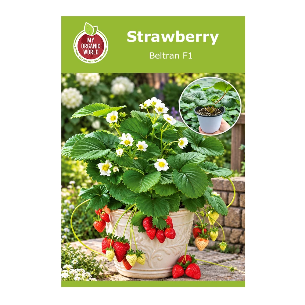 Strawberry Beltran F1 1 Strawberry Beltran F1 – 1