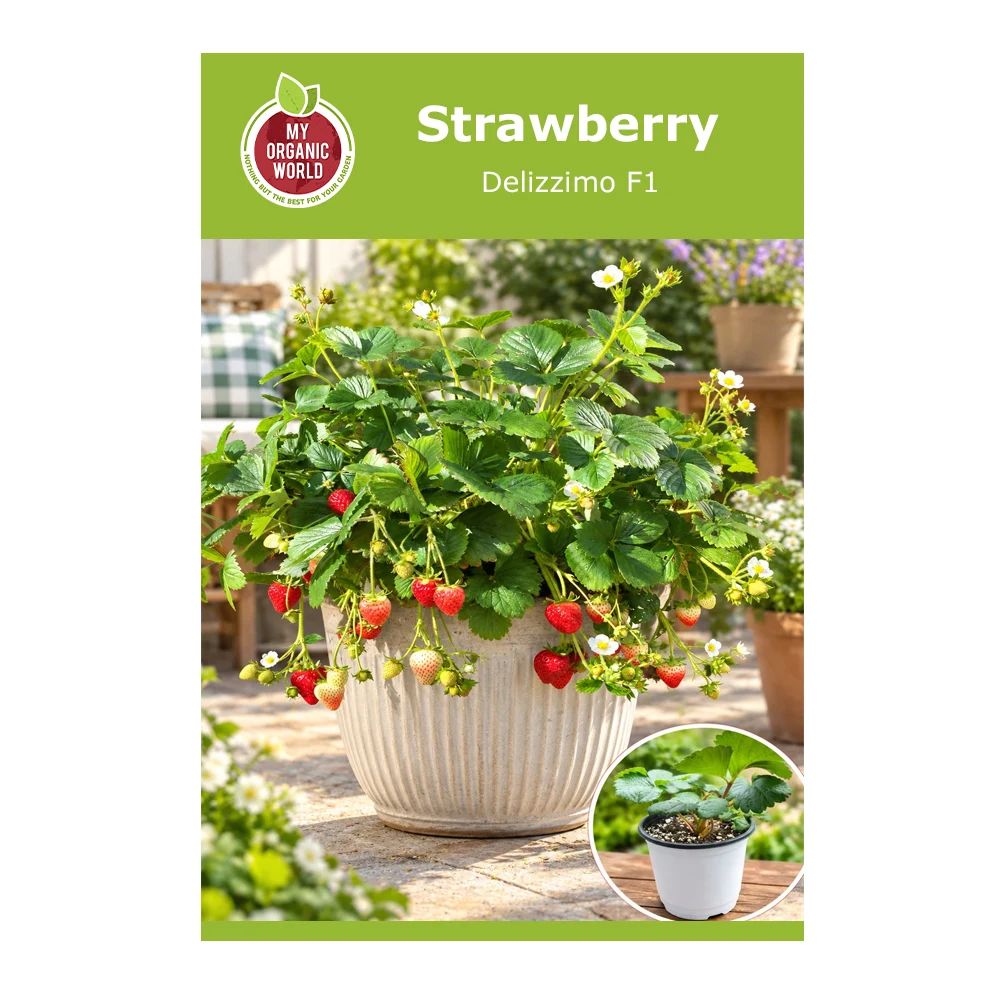 Strawberry Delizzimo F1 -1