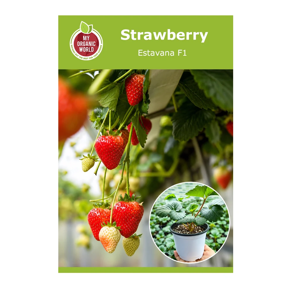Strawberry Estavana F1 1 Strawberry Estavana F1