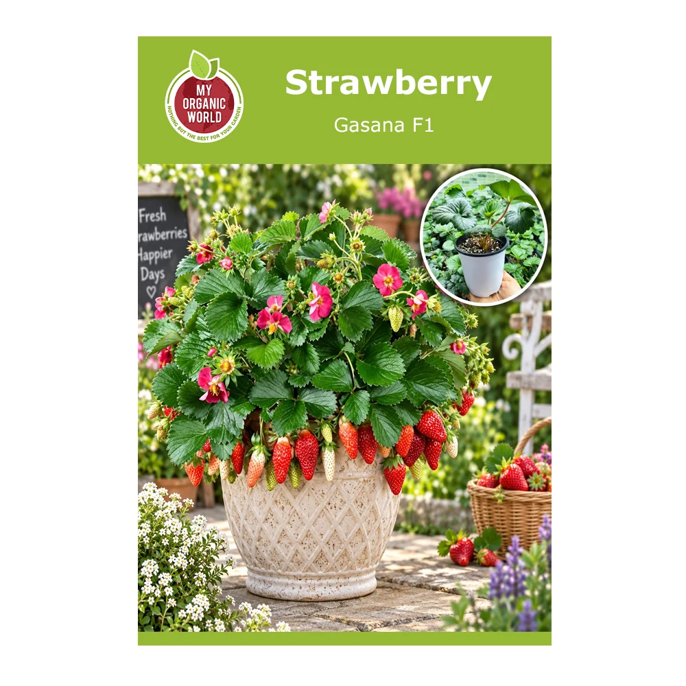 Strawberry Gasana F1 -1