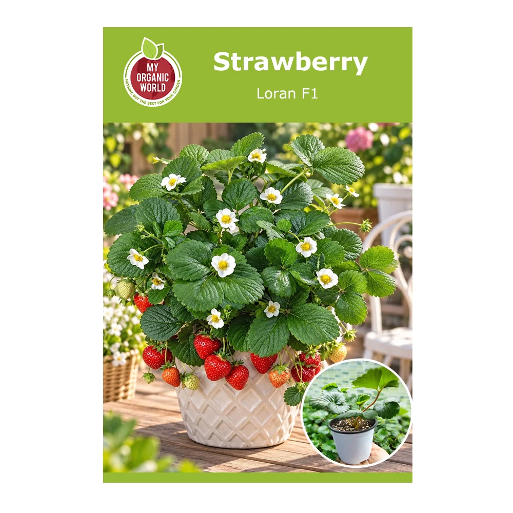 Strawberry Loran F1 -1
