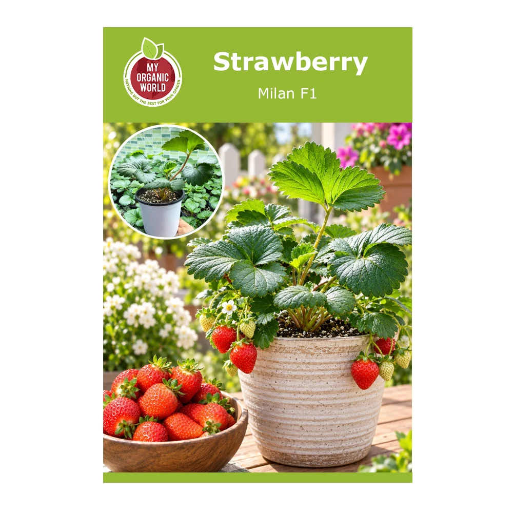 Strawberry Milan F1 -1
