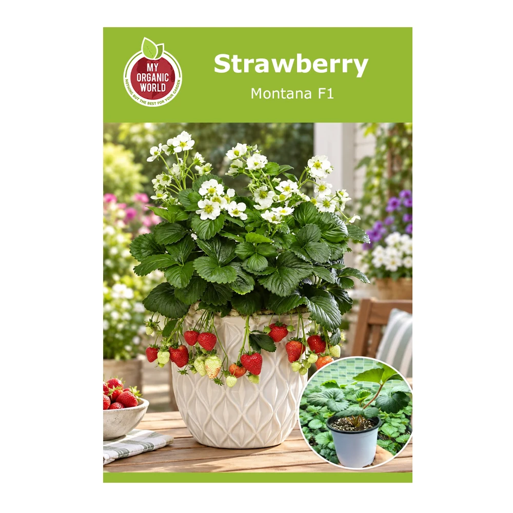 Strawberry Montana F1 1 Strawberry Montana F1