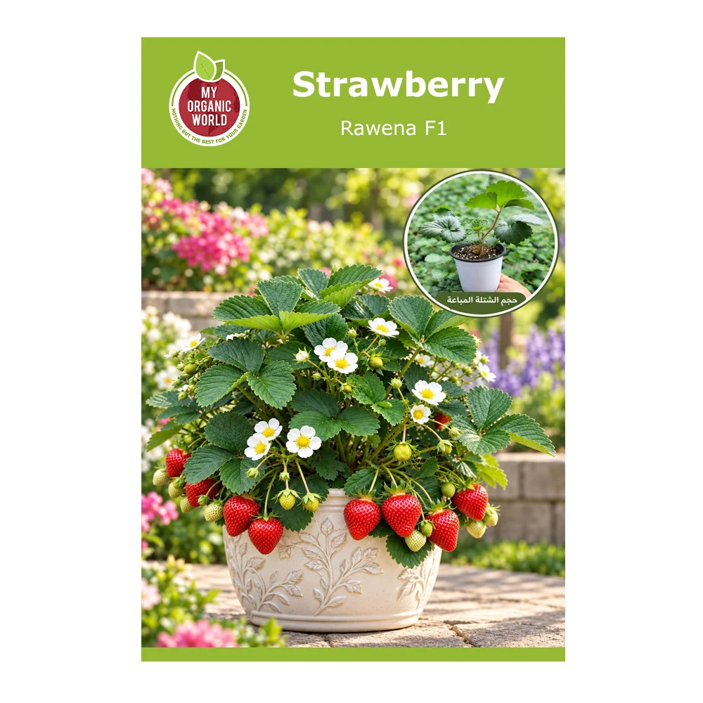 Strawberry Rowena F1-1