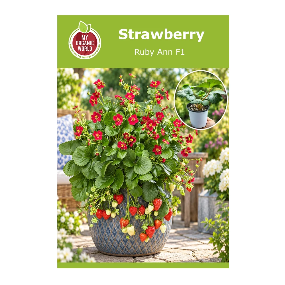 Strawberry Ruby Ann F1 1 Strawberry Ruby Ann F1 -1