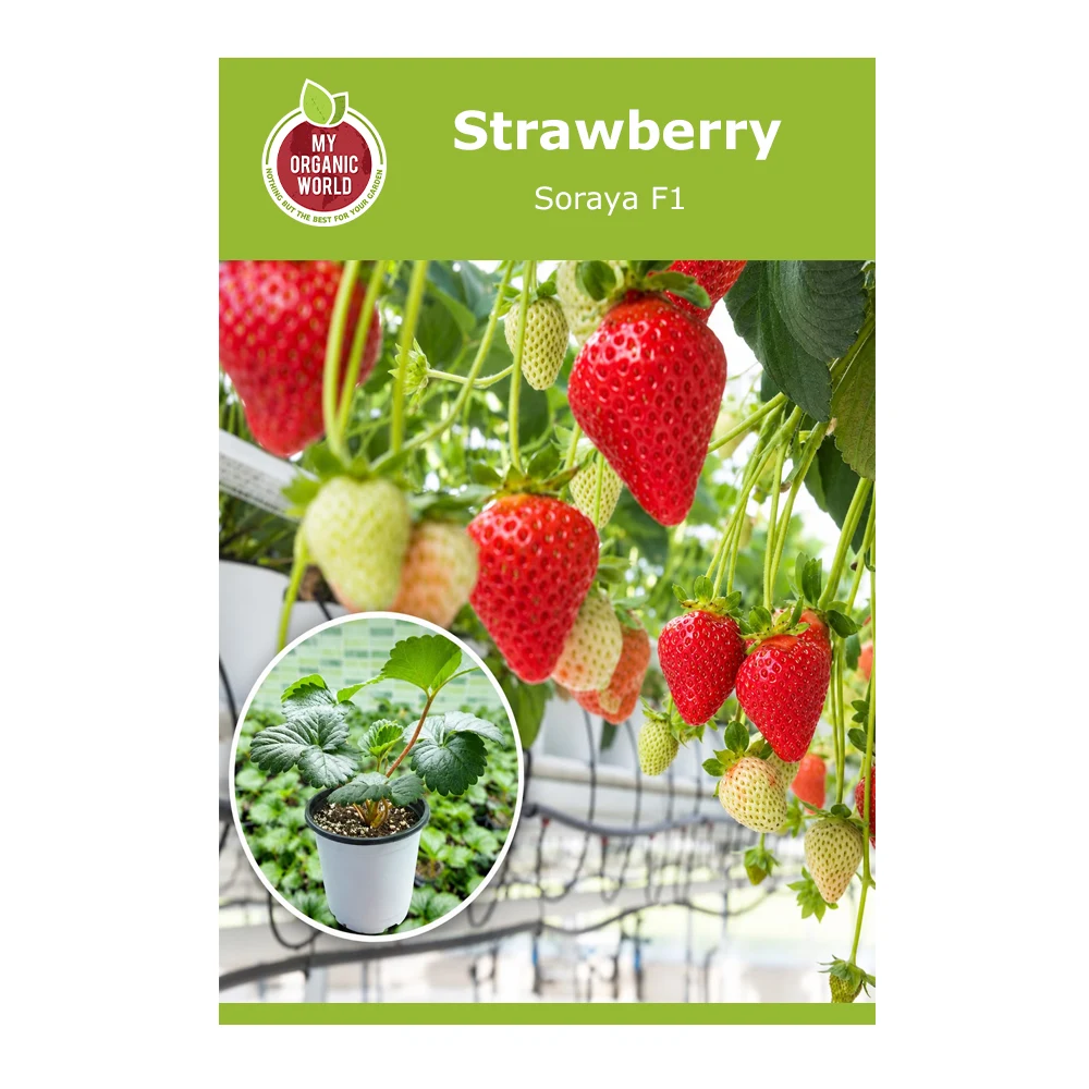 Strawberry Soraya F1 1 Strawberry Soraya F1 -1