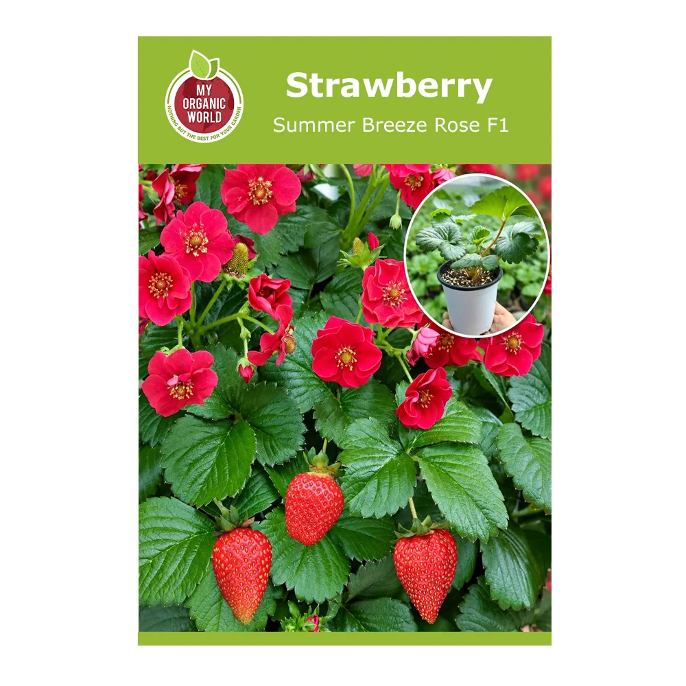 Strawberry Summer Breeze Rose F1 1 Strawberry Summer Breeze Rose F1 -1