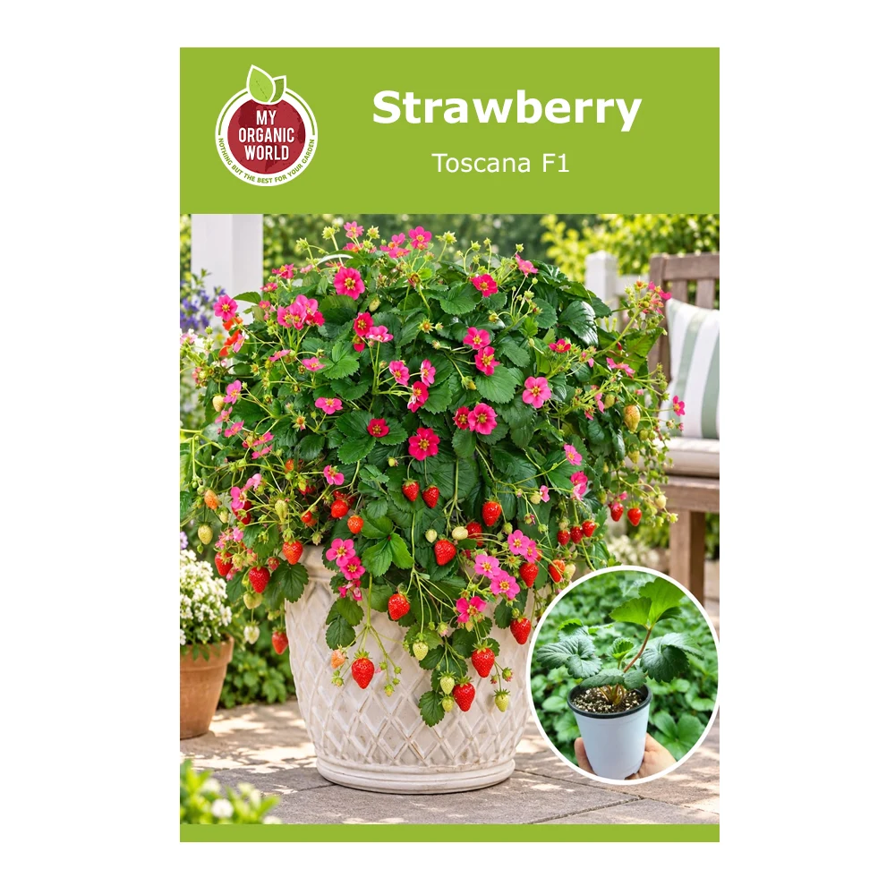Strawberry Toscana F1 1 Strawberry Toscana F1 -1