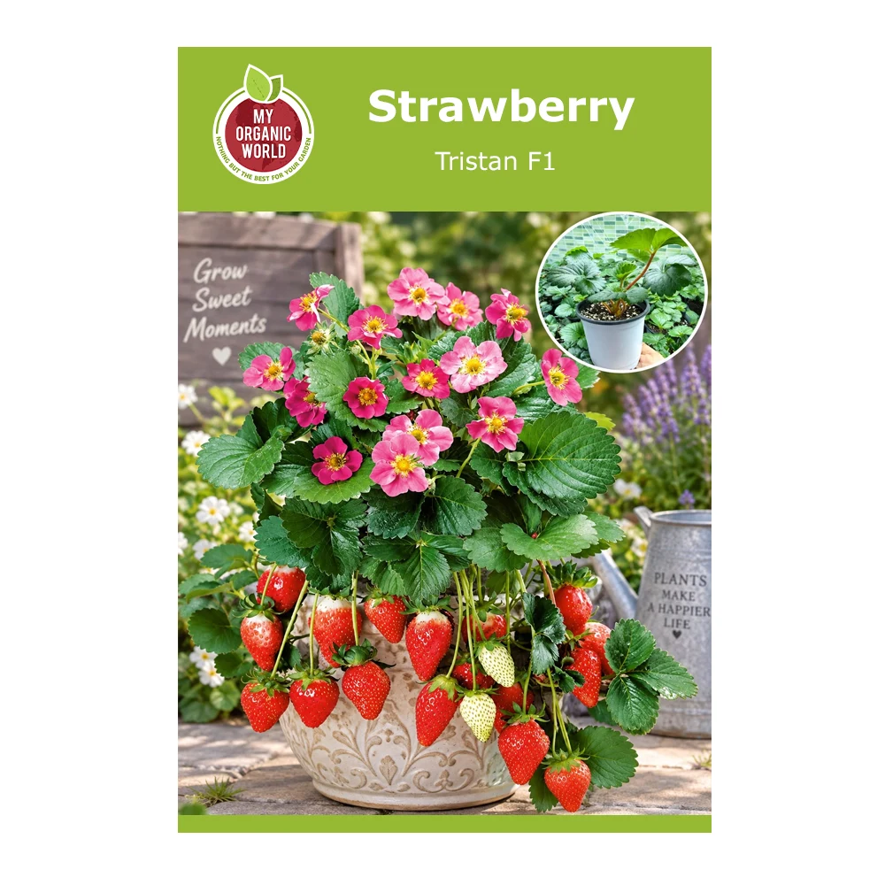 Strawberry Tristan F1 -1