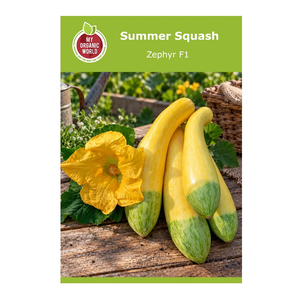 Summer Squash Zephyr F1 1 Summer Squash Zephyr F1