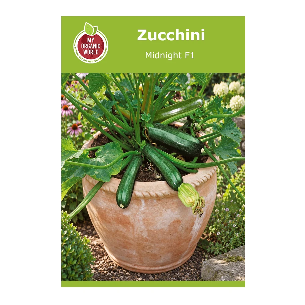 Zucchini Midnight F1 1 Zucchini Midnight F1