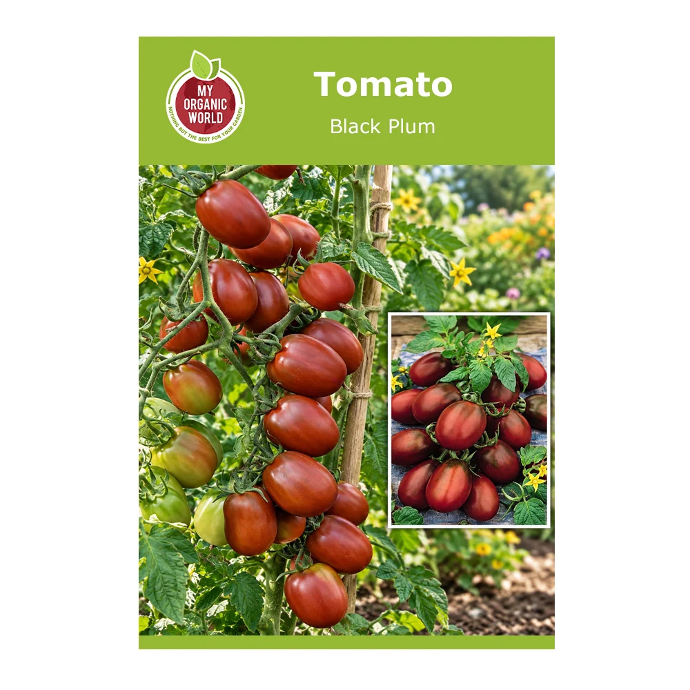 Black Plum Tomato