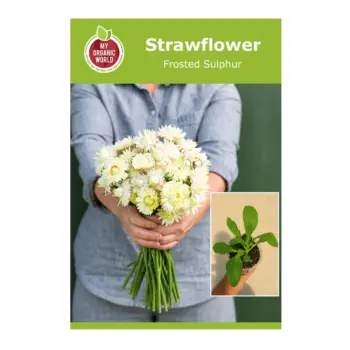 Frosted Sulphur Strawflower